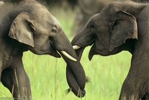 Elephants greeting