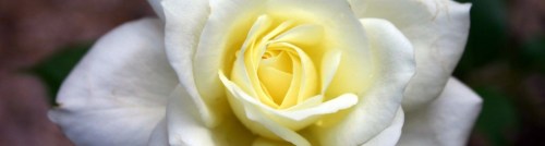 rose for blog GMM april 28