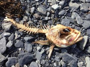 fish carcass for august new moon blog